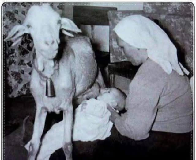 goat_feeding_infant